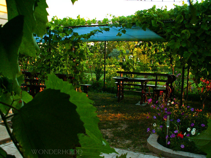 Беседка увитая виноградом приятна для отдыха в любое время суток.