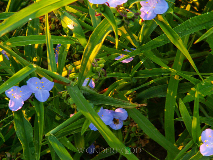 Эти синие цветы открываются на рассвете и закрываются, когда солнце набирает силу.